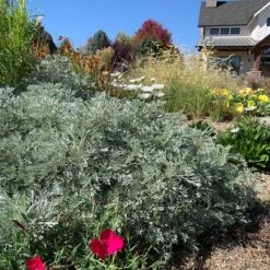 Powis Castle Artemisia -Plant Finder Shop powis castle meadowpro