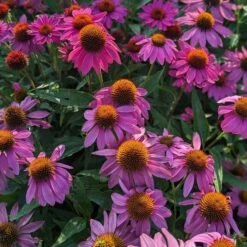 PowWow® Wild Berry Echinacea 8 PowWow® Wild Berry Echinacea -Plant Finder Shop powwow berry echinacea 1