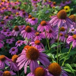 Habitat Hero Birdwatcher Pre-Planned Garden -Plant Finder Shop powwow berry echinacea 3 1