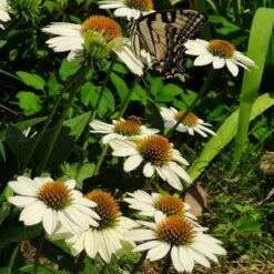 PowWow® White Echinacea -Plant Finder Shop powwow white coneflower 1