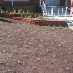 Prestige™ Buffalo Grass Plugs -Plant Finder Shop prestige just planted plugs close 1