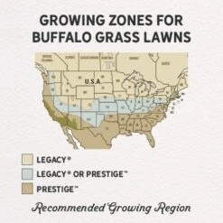 Prestige™ Buffalo Grass Plugs -Plant Finder Shop prestige and legacy gph regions 1