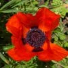 Prince Of Orange Oriental Poppy
