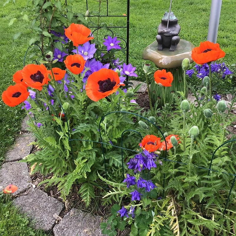 Prince Of Orange Oriental Poppy 4 Prince Of Orange Oriental Poppy - Image 2