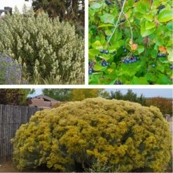 Habitat Shrub Collection For The West -Plant Finder Shop privacy shrub for the west perennial collection 5 5 23