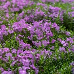 Purple Beauty Creeping Phlox -Plant Finder Shop purple beauty creeping phlox groundcover 4