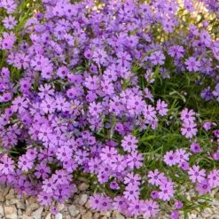 Purple Beauty Creeping Phlox -Plant Finder Shop purple beauty creeping phlox rock garden