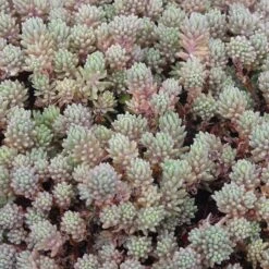 Succulent Groundcover Collection 11 Succulent Groundcover Collection -Plant Finder Shop purple form creeping sedum hispanicum creeping
