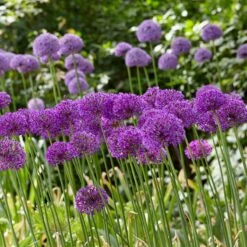 Purple Sensation Allium -Plant Finder Shop purple sensation allium bunches