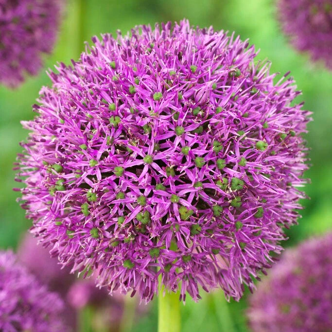 Purple Suze Allium 3 Purple Suze Allium