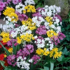 Endless Allium Bulb Collection -Plant Finder Shop rainbow mix allium
