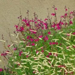 Raspberry Delight® Salvia -Plant Finder Shop rasberry delight hybrid bush sage withornamentalgrass 1