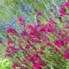 Raspberry Delight® Salvia -Plant Finder Shop raspberry delight salvia hero 1 1