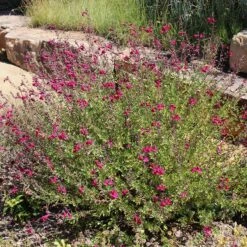 Salvia Collection -Plant Finder Shop raspberry delight salvia sq