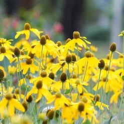 Colorado Perennial Collection -Plant Finder Shop ratibida pinnata sq