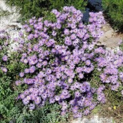 Superstar Aster Collection -Plant Finder Shop raydons favorite pr cropped