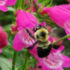 FireSmart Collection - Zone 3 -Plant Finder Shop red rocks penstemon bee