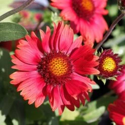 Arizona Red Shades Gaillardia -Plant Finder Shop red shades gaillardia
