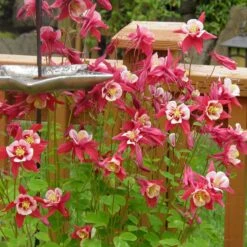 Columbine Collection -Plant Finder Shop red hobbit sq