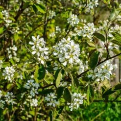 Regent Serviceberry (Amelanchier) 7 Regent Serviceberry (Amelanchier) -Plant Finder Shop regent serviceberry 3