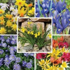 Rock Garden Bulb Collection -Plant Finder Shop rock garden bulb collection9 18 25