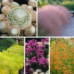 Rock Garden Collection 12 Rock Garden Collection -Plant Finder Shop rock garden collection 10 28 24