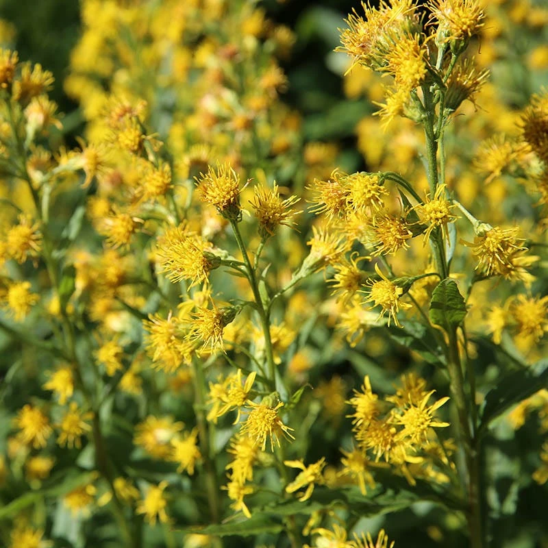Rocky Mountain Goldenrod (Solidago) 3 Rocky Mountain Goldenrod (Solidago)
