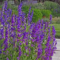 Colorado Perennial Collection -Plant Finder Shop rocky mountain penstemon strictus