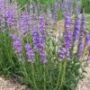 Jumbo Waterwise Extension Collection -Plant Finder Shop rocky mtn penstemon cropped