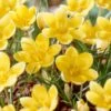 Romance Crocus -Plant Finder Shop romance crocus