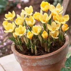Romance Crocus -Plant Finder Shop romance crocus 3