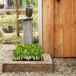 Romance Crocus -Plant Finder Shop romance crocus 5