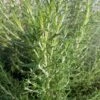 Super Arp Rosemary -Plant Finder Shop rosemary officinalis super arp 1