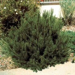 Plant Finder Shop -Plant Finder Shop rosemary officinalis super arp 2