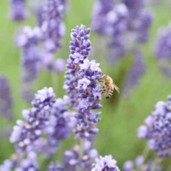 Royal Velvet English Lavender -Plant Finder Shop royal velvet english lavender bee
