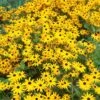 Goldsturm Black Eyed Susan -Plant Finder Shop rudbeckia cropped