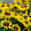 Denver Daisy Black Eyed Susan -Plant Finder Shop rudbeckia denver daisy 1