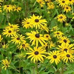 Butterfly Paradise Pre-Planned Cottage Garden 15 Butterfly Paradise Pre-Planned Cottage Garden -Plant Finder Shop rudbeckia fulgida goldsturm yellow blooms