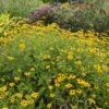 Deam's Black Eyed Susan -Plant Finder Shop rudbeckia fulgida var deamii garden