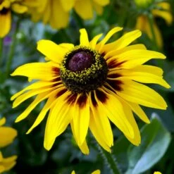 FireSmart Collection - Zone 2