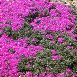 Creeping Shrubby Ice Plant (Ruschia) -Plant Finder Shop ruschia pulvinaris 3