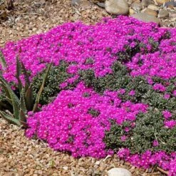 Creeping Shrubby Ice Plant (Ruschia) -Plant Finder Shop ruschia pulvinaris 4