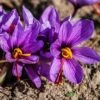 Saffron Crocus 1 Saffron Crocus -Plant Finder Shop saffron crocus 1 1 1