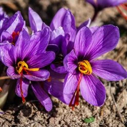 Saffron Crocus
