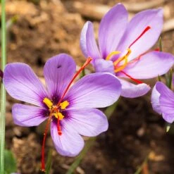 Saffron Crocus -Plant Finder Shop saffron crocus 3 1