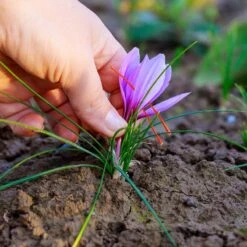 Saffron Crocus -Plant Finder Shop saffron crocus 4 1