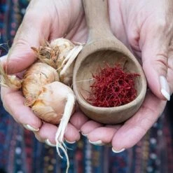 Saffron Crocus -Plant Finder Shop saffron crocus 5