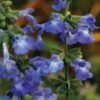 Prairie Salvia 2 Prairie Salvia -Plant Finder Shop salvia azurea 84700 01 2