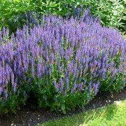 Blue Hill Salvia -Plant Finder Shop salvia blue hill sage elbo34361