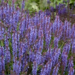 Blue Hill Salvia -Plant Finder Shop salvia blue hill sage vami04296
